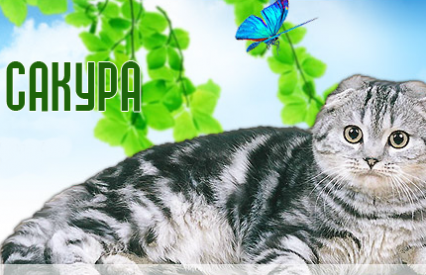 Домашние животные Питомник кошек "Сакура"